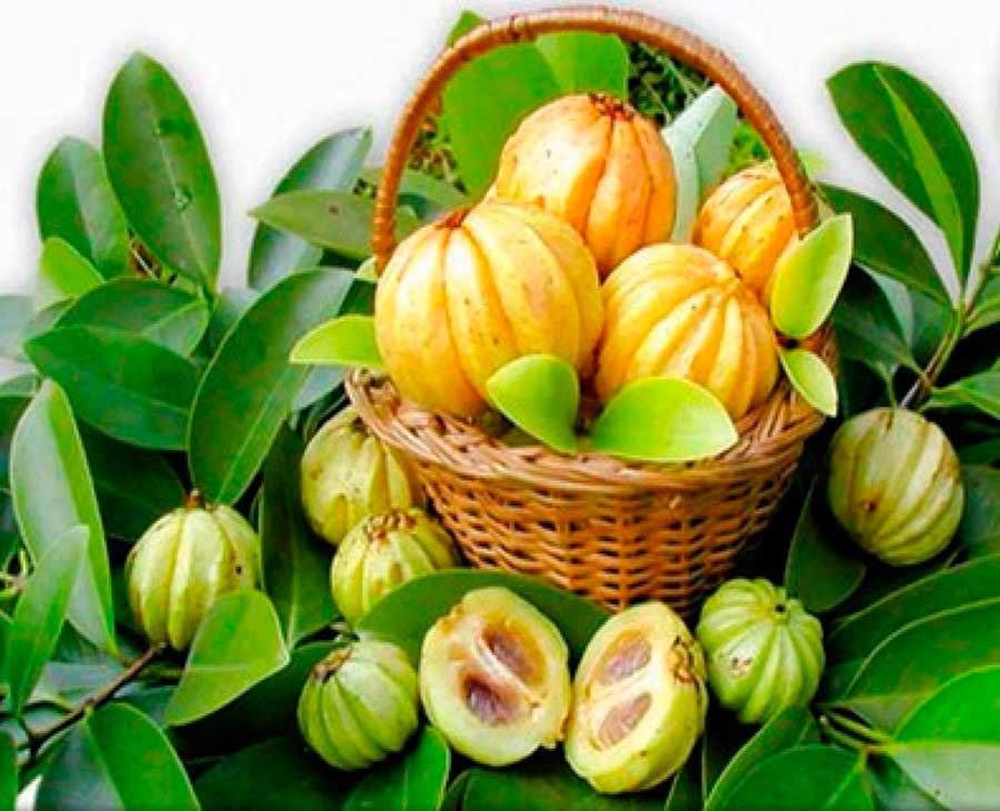 Garcinia Cambogia
