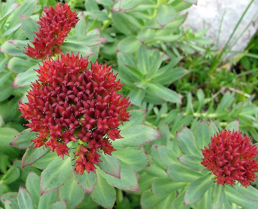 Rhodiola Rosea