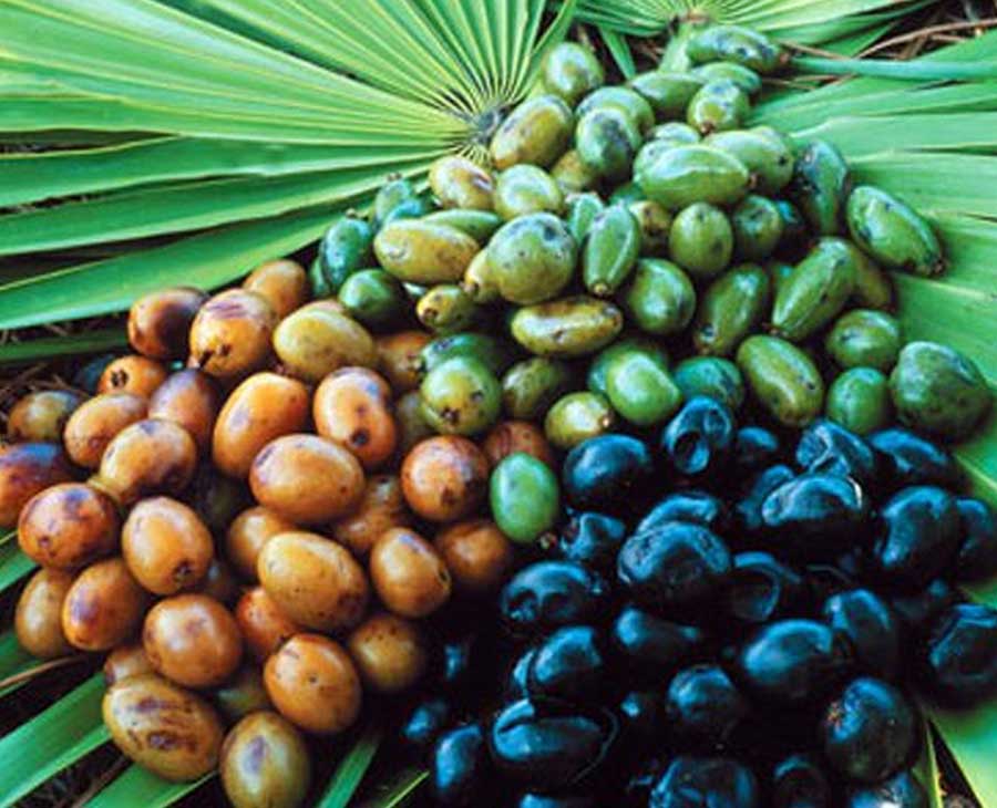 Saw Palmetto
