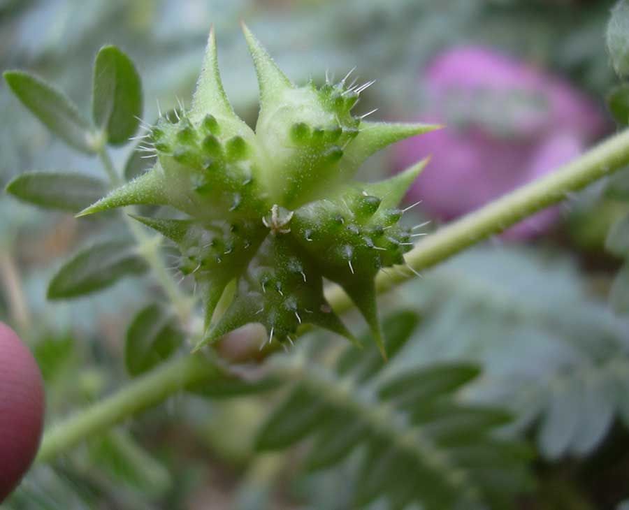 Tribulus Terrestris
